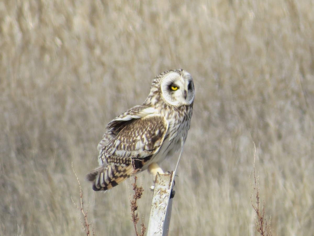 Short-eared Owl - Adrian Azar