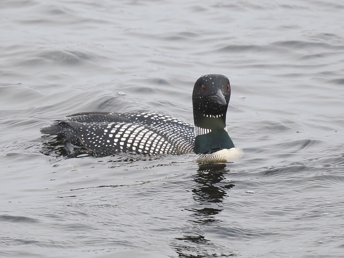 Common Loon - ML574604781