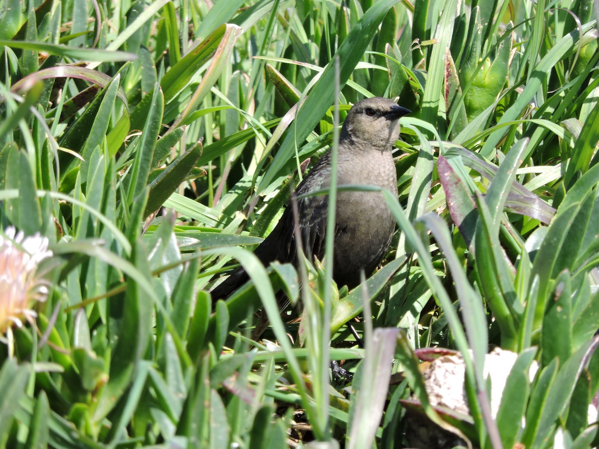 Brewer's Blackbird - ML574605081