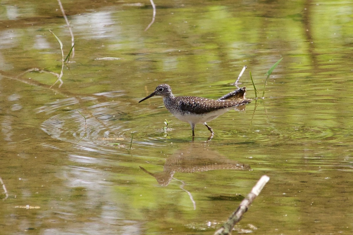 Solitary Sandpiper - ML574605251