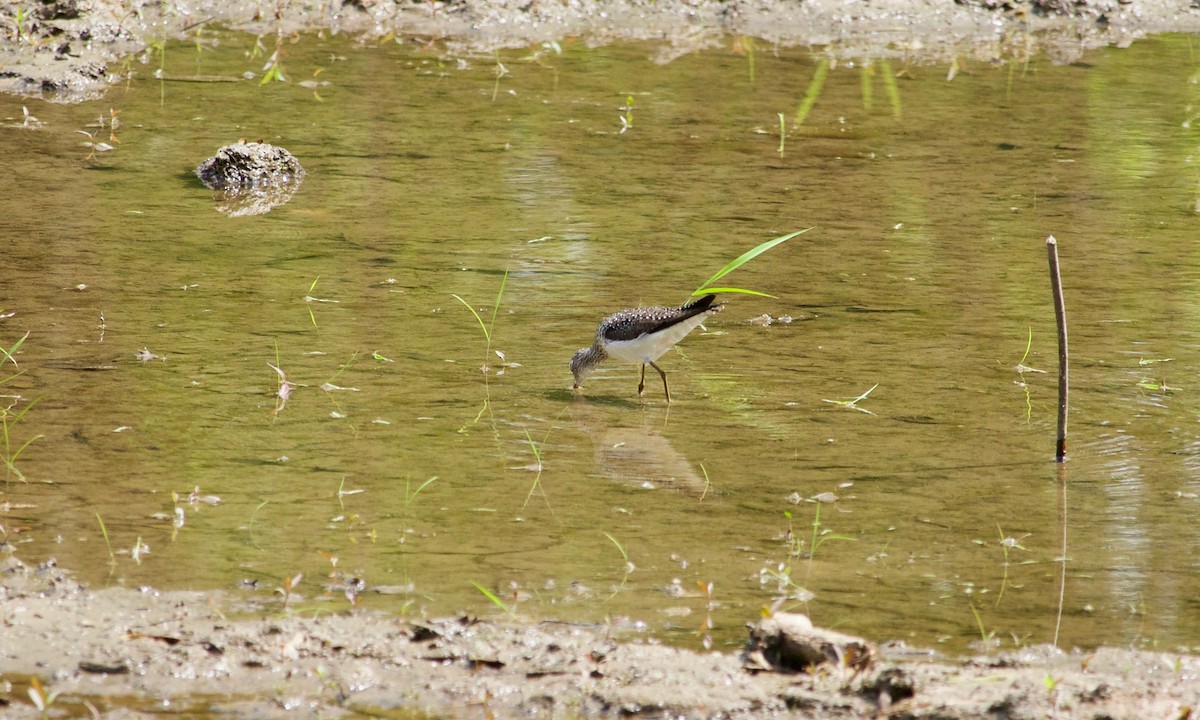 Solitary Sandpiper - ML574605261