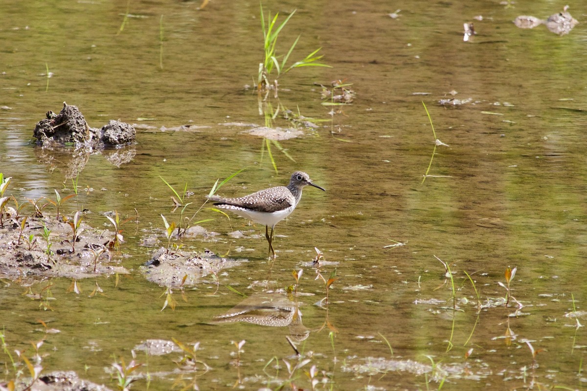 Solitary Sandpiper - ML574605271