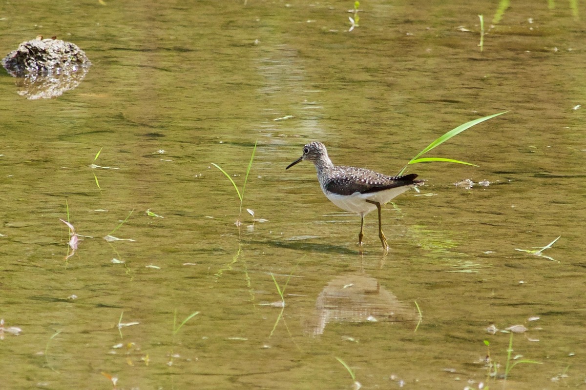 Solitary Sandpiper - ML574605301