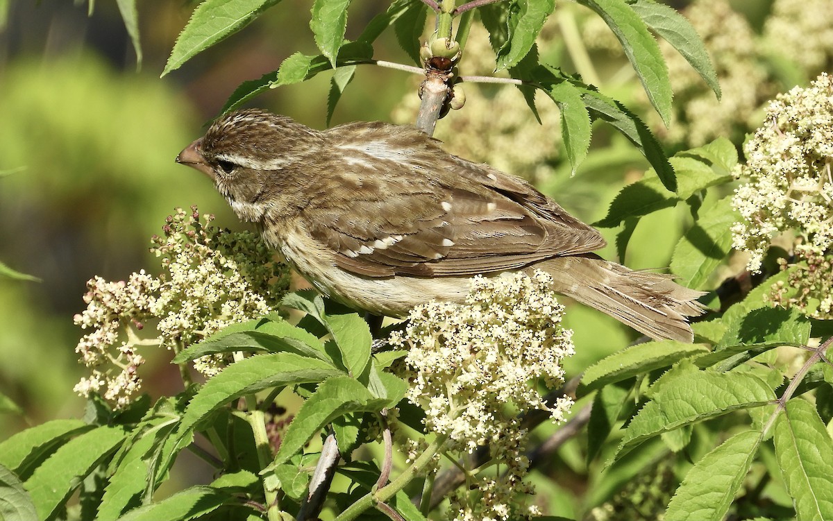 Rose-breasted Grosbeak - ML574606291