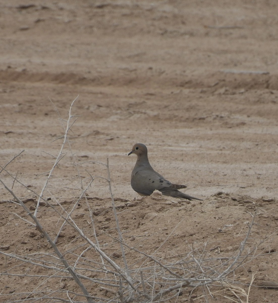 Mourning Dove - ML574606711