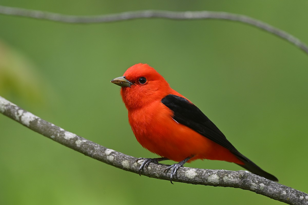 Scarlet Tanager - André Lanouette