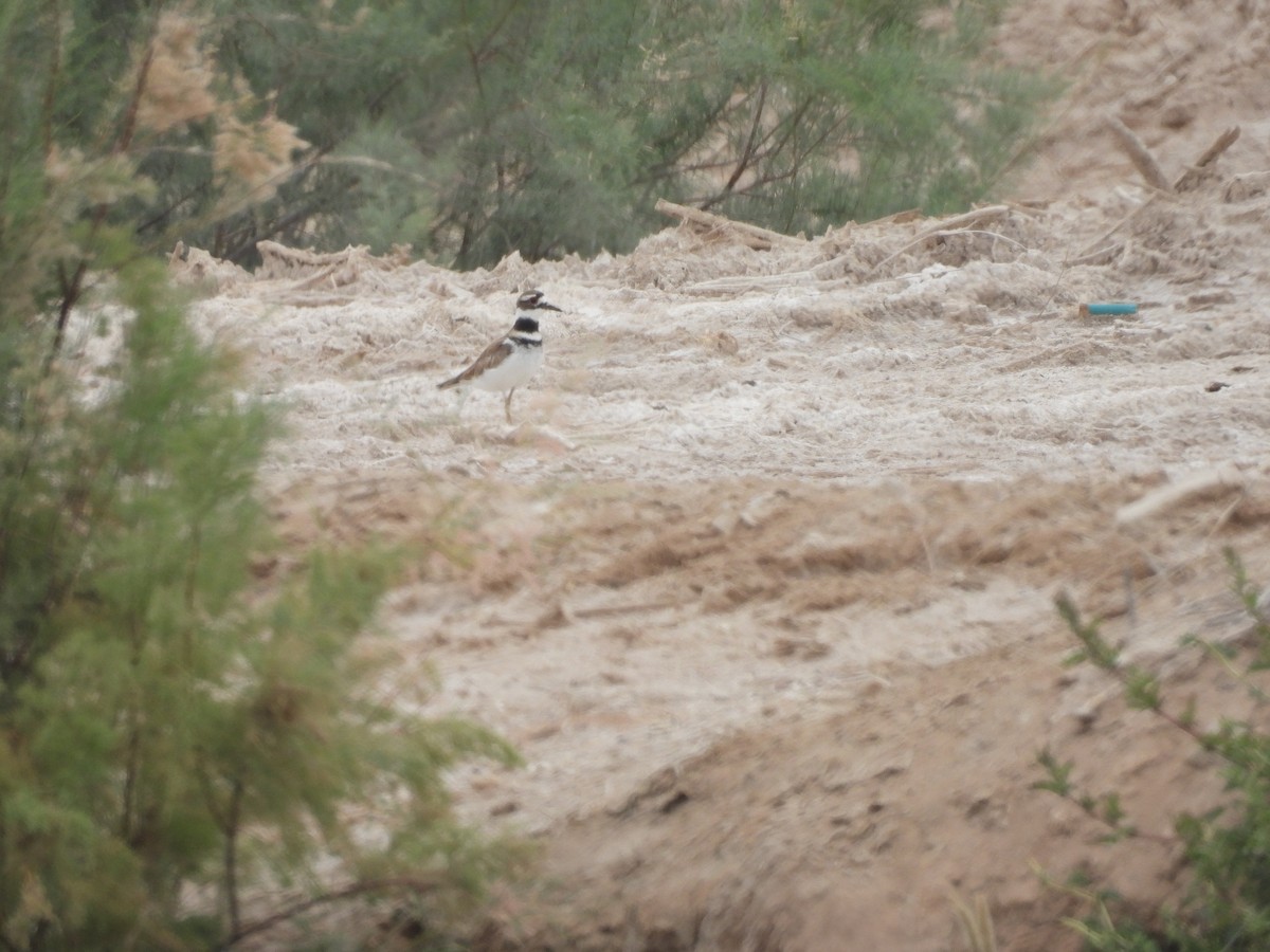 Killdeer - ML574606751