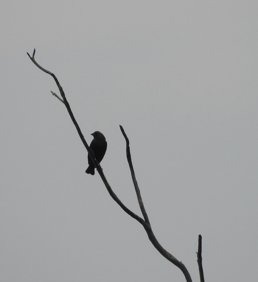 Brown-headed Cowbird - ML574606841