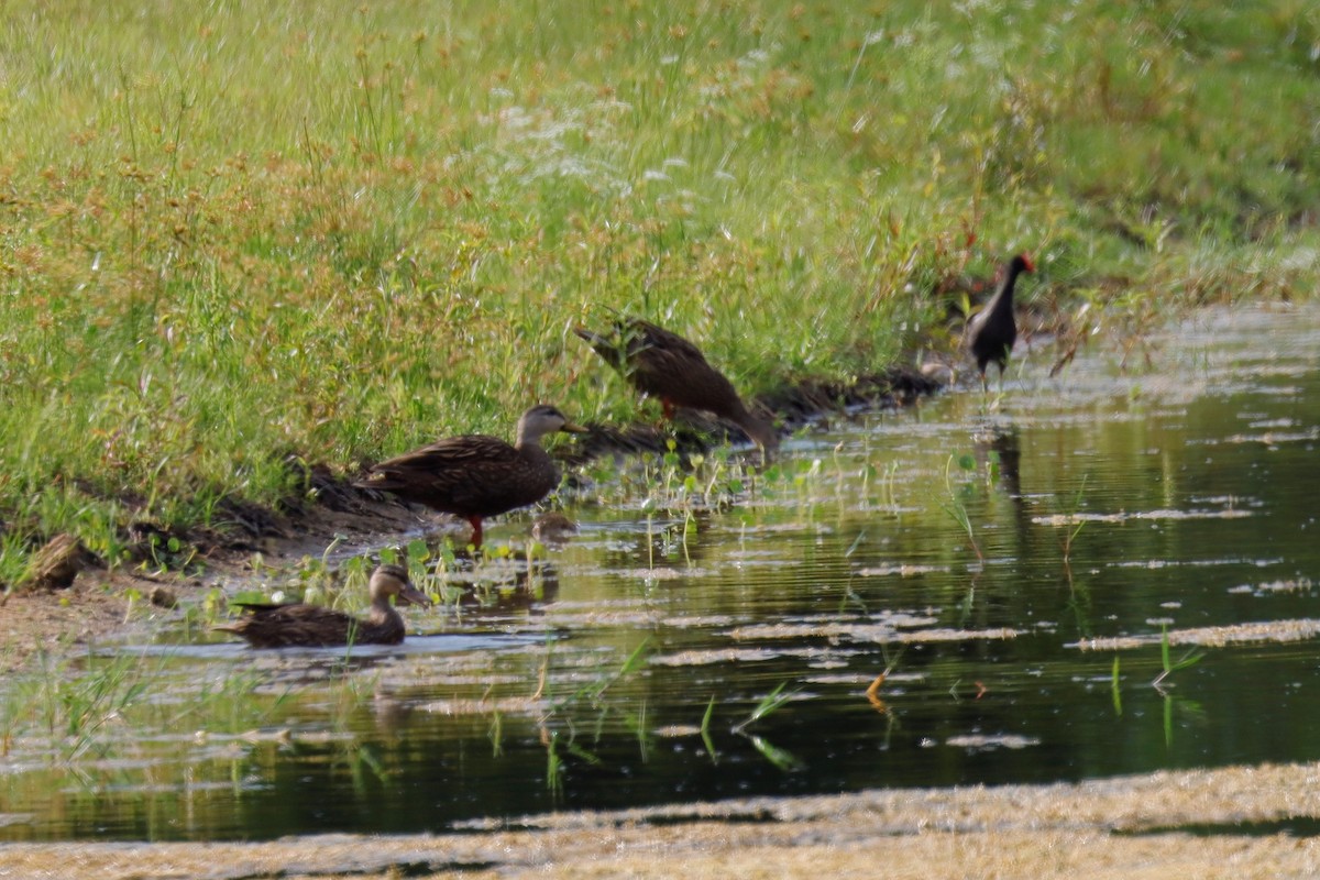 Mottled Duck - ML574607101