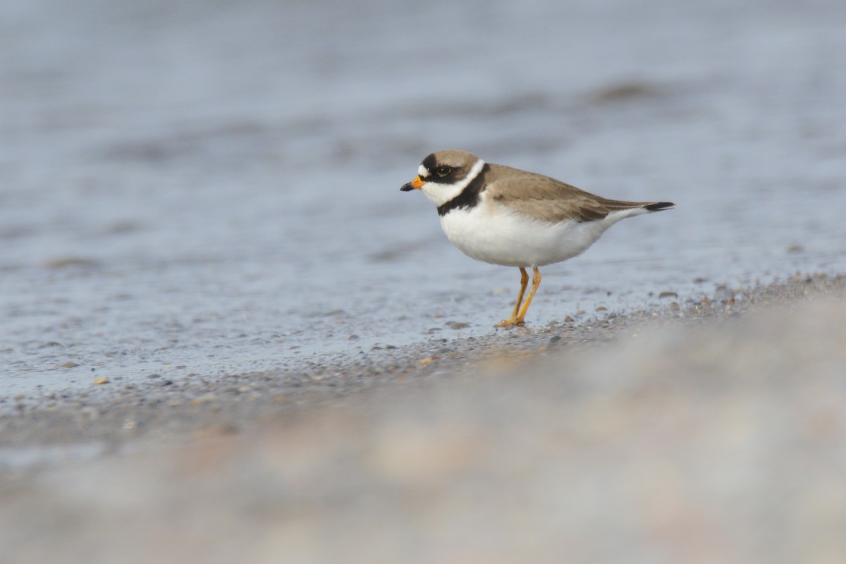 Semipalmated Plover - Jax Nasimok