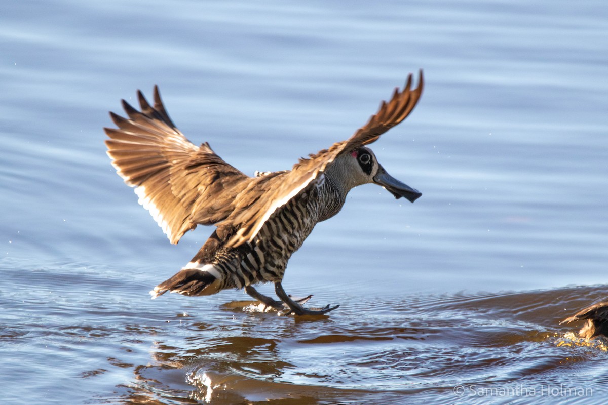 Pato Pachón - ML574607431