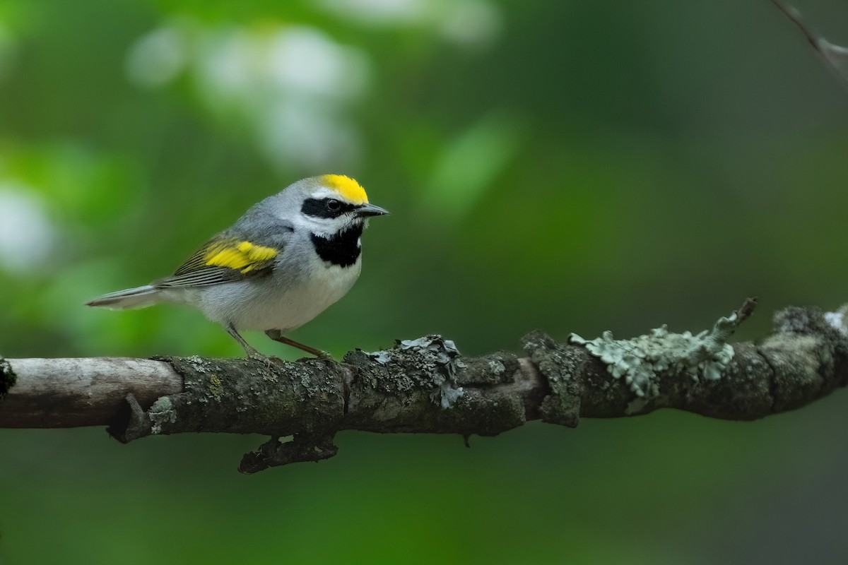 Golden-winged Warbler - ML574608151