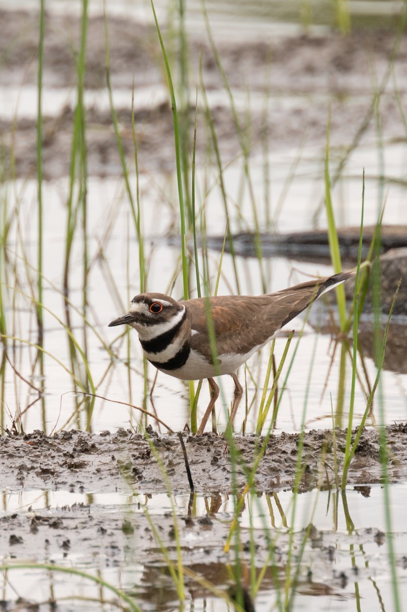 Killdeer - Peter Rosario