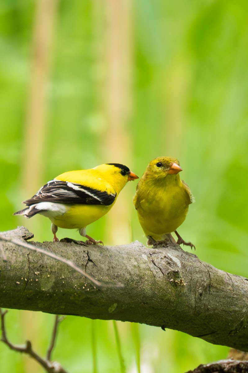 American Goldfinch - ML574609301