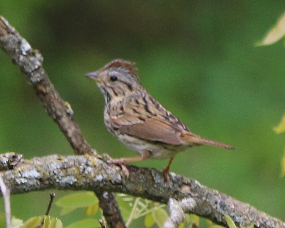 Lincoln's Sparrow - ML574609431