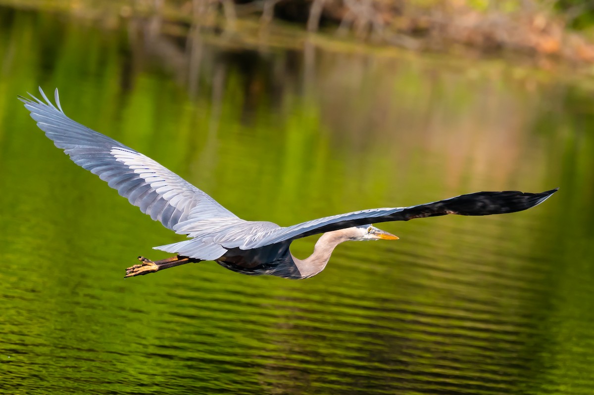 Great Blue Heron - Peter Rosario