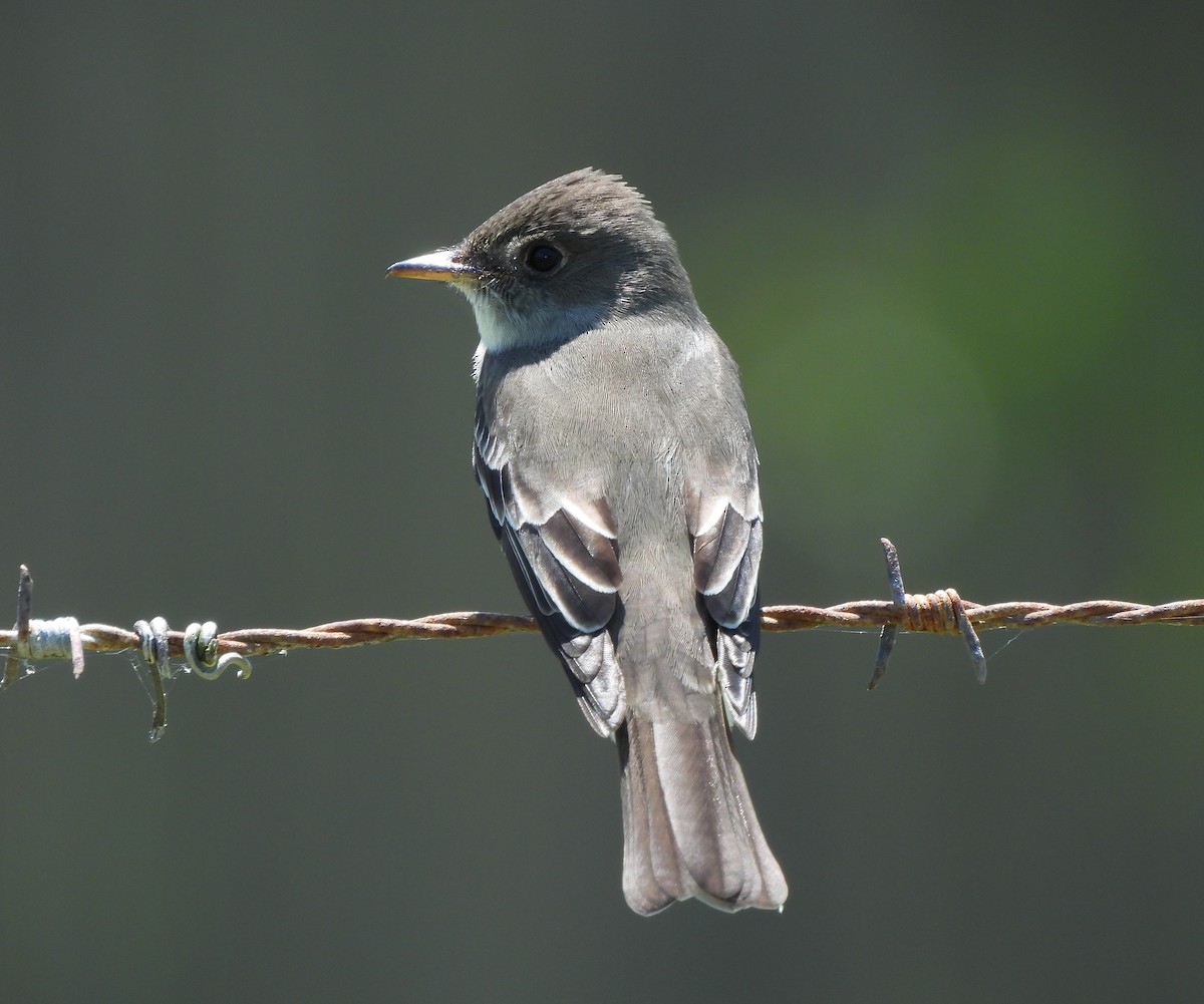 Eastern Wood-Pewee - ML574609881