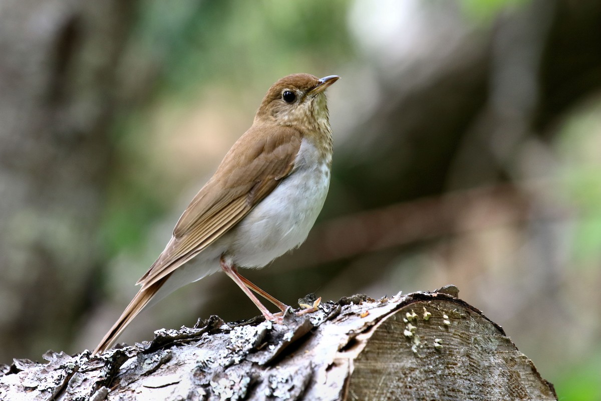 Veery - AMBROSINI FRANCK