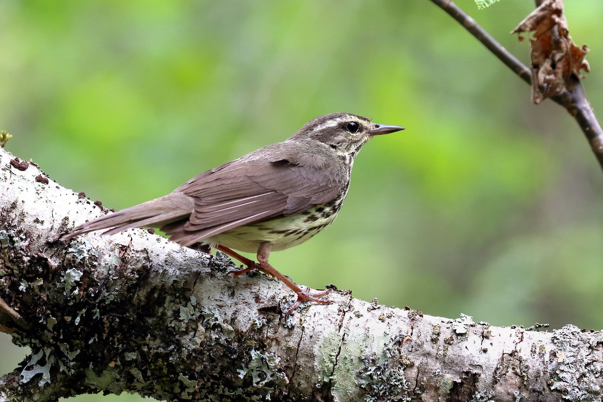 Northern Waterthrush - ML574610931