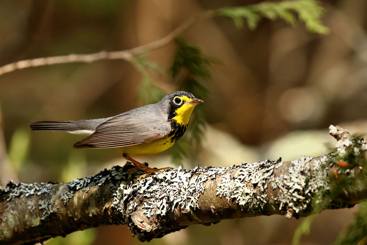 Canada Warbler - ML574611041