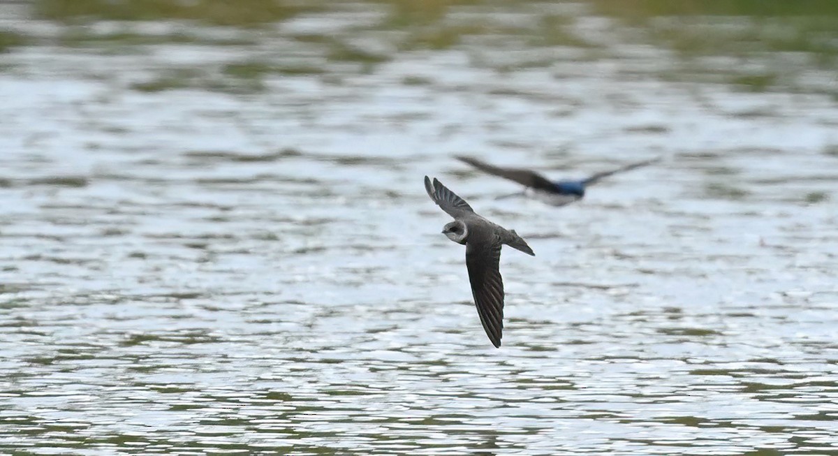 Bank Swallow - ML574611881