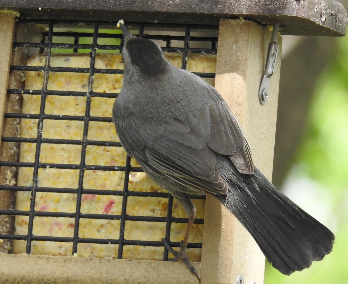 Gray Catbird - ML574611951