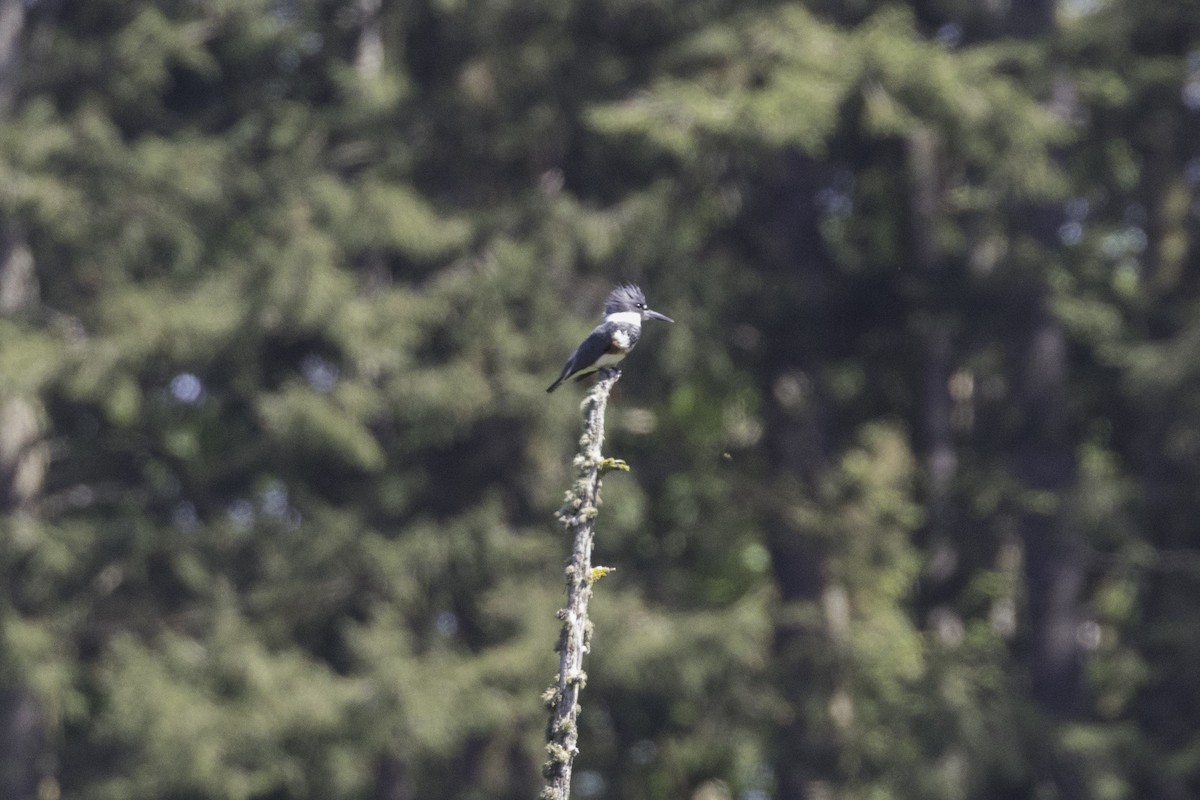 Belted Kingfisher - Anthony Gliozzo