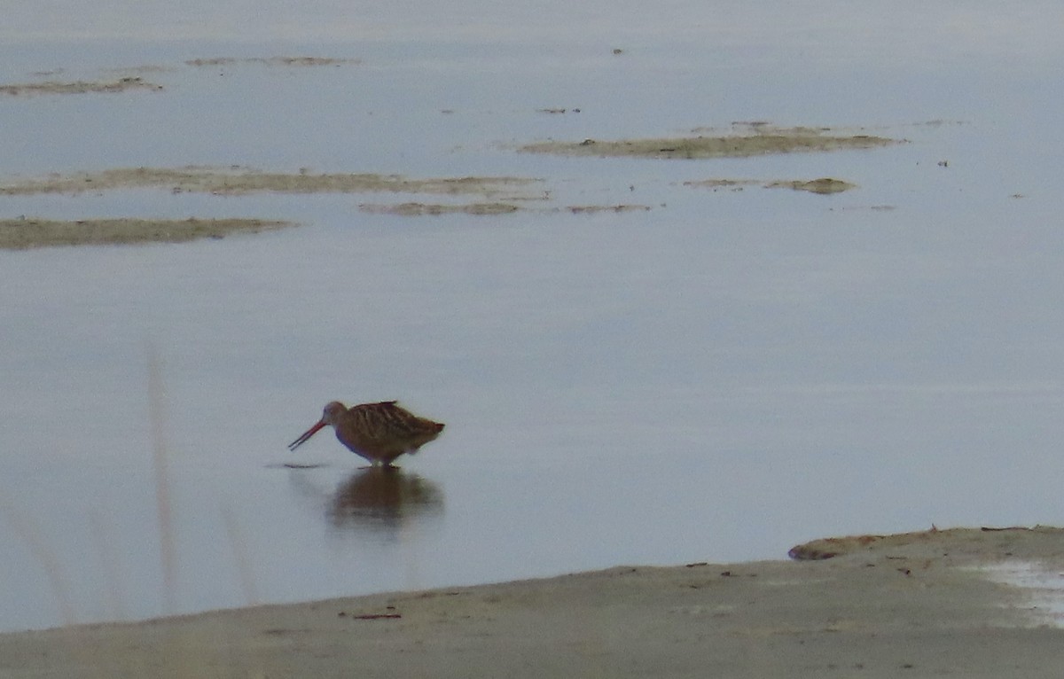 Marbled Godwit - ML574612471