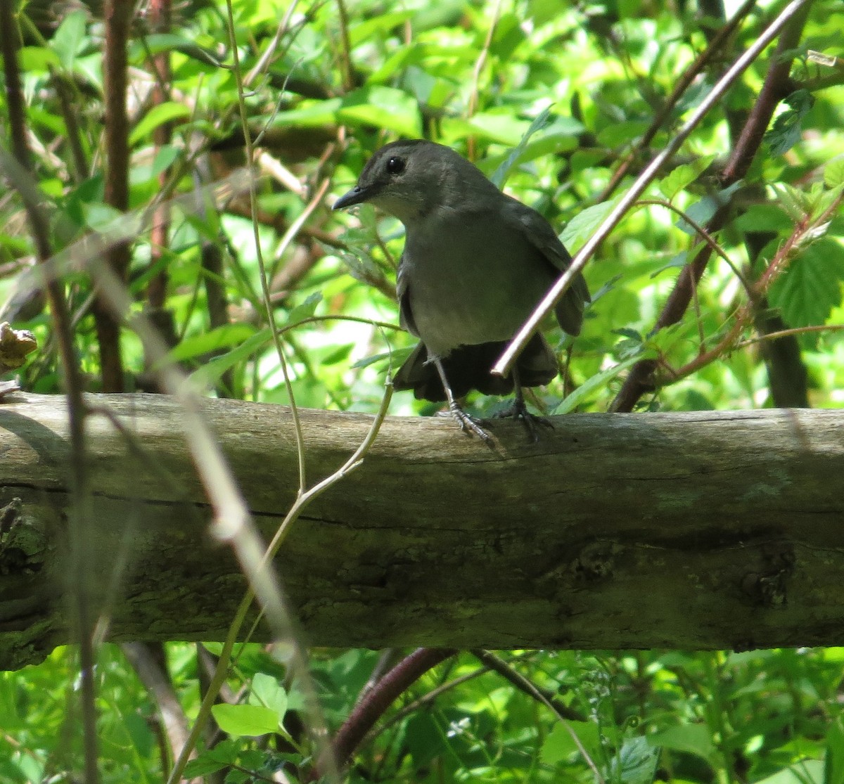 Gray Catbird - ML57461381