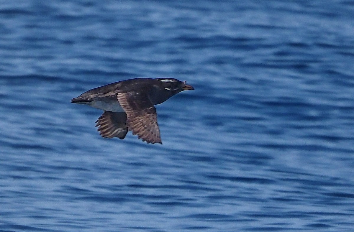 Rhinoceros Auklet - ML574613891