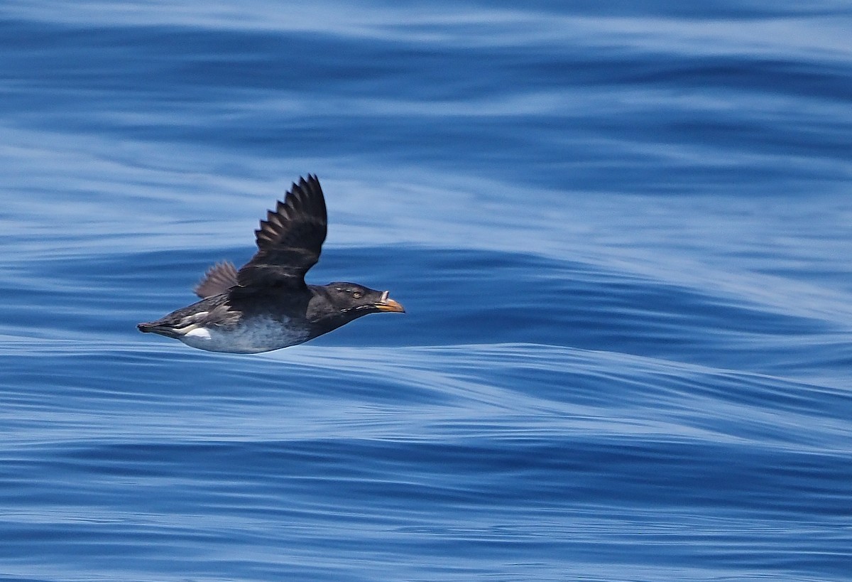 Rhinoceros Auklet - Aidan Brubaker