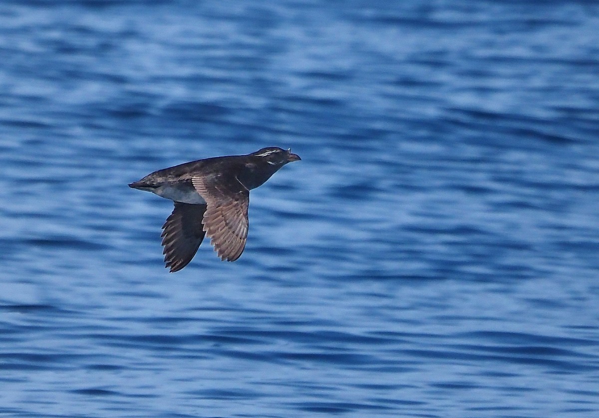 Rhinoceros Auklet - Aidan Brubaker