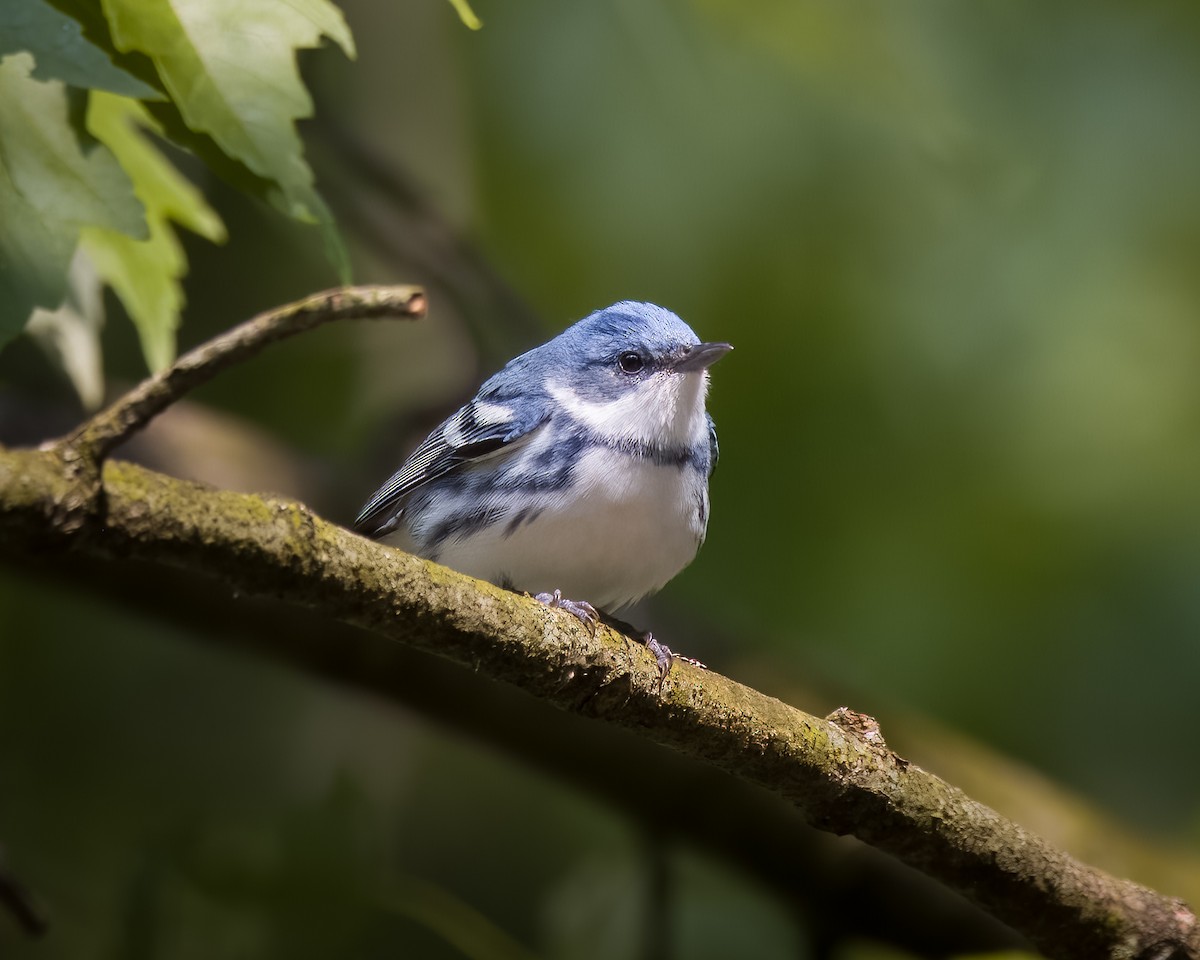 Blauwaldsänger - ML574615011