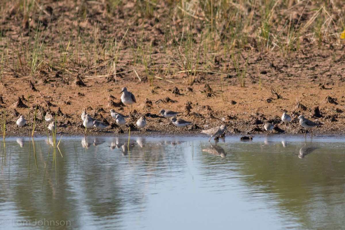 Stilt Sandpiper - ML57461571