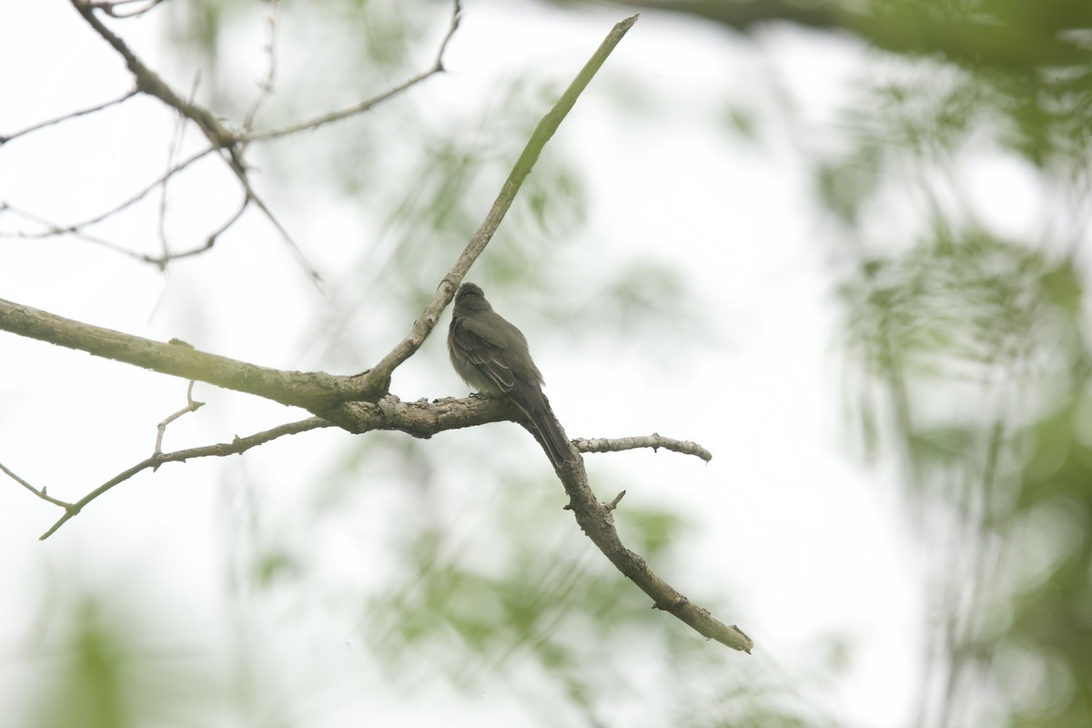 Eastern Phoebe - ML574616501