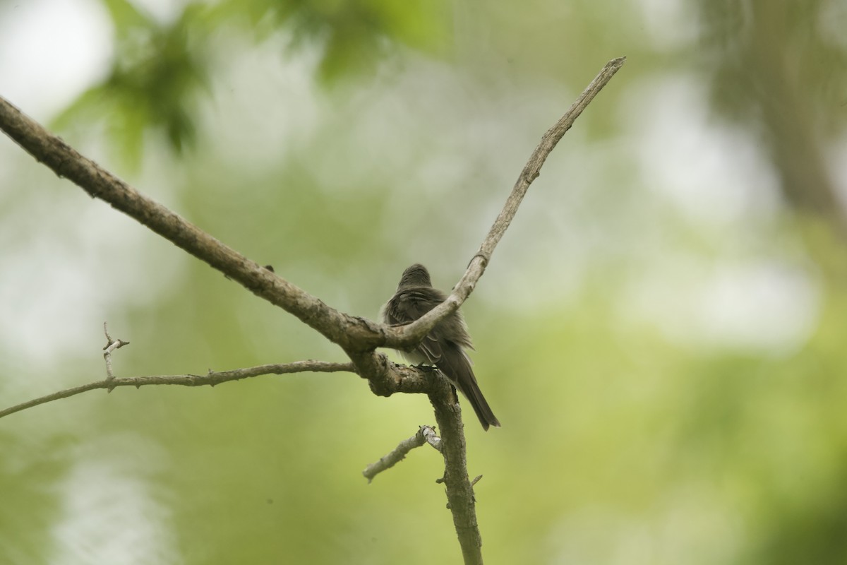 Eastern Phoebe - ML574616511