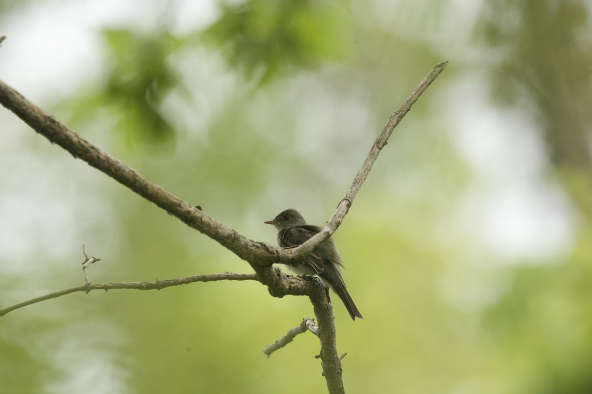 Eastern Phoebe - ML574616521