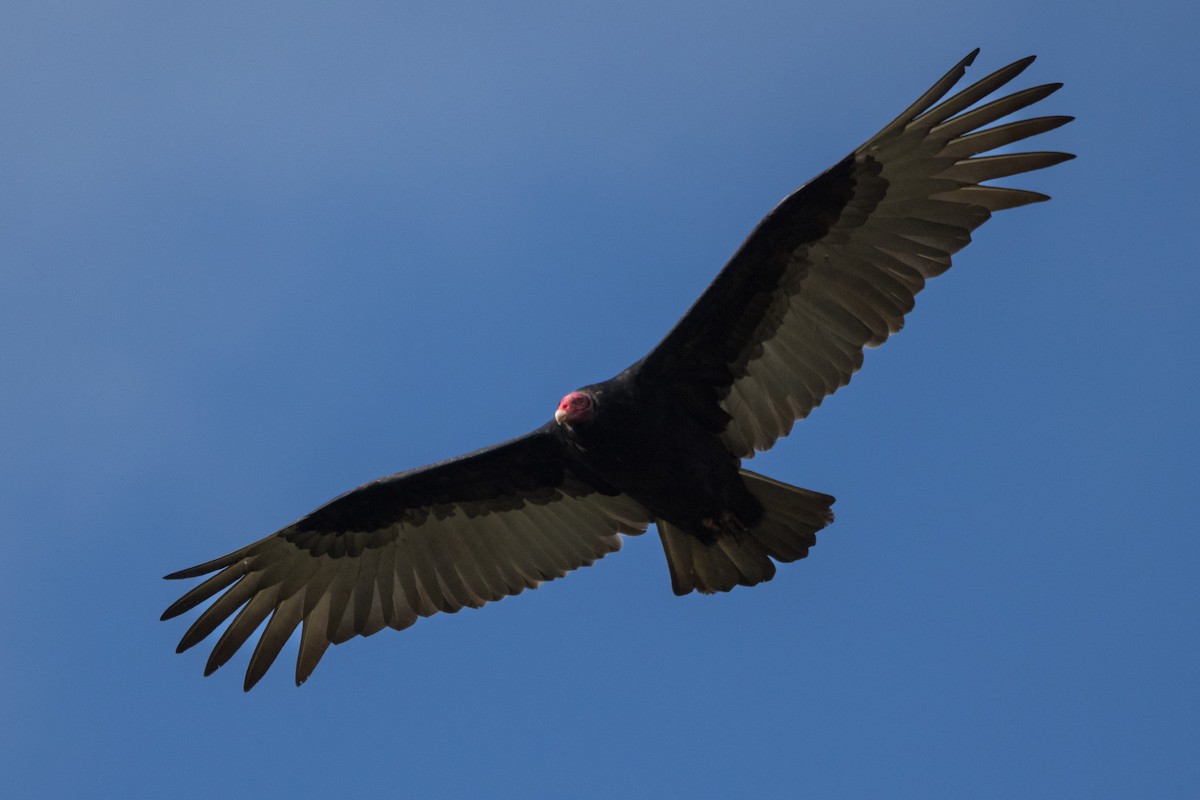 Turkey Vulture - ML574616541