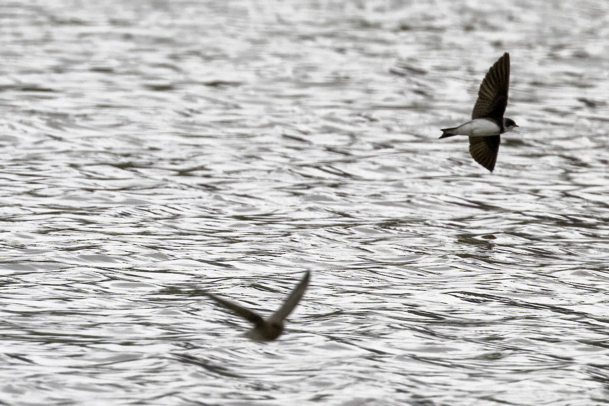 Bank Swallow - ML574617991