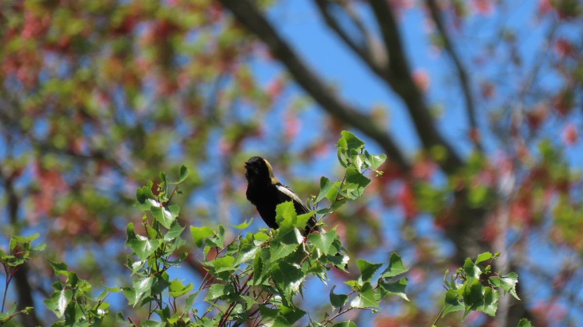 bobolink - ML574618171