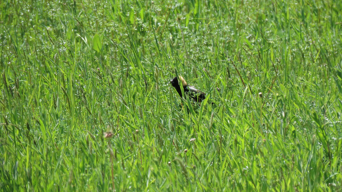 bobolink - ML574618201