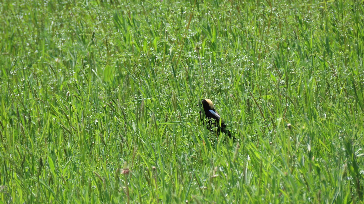 Bobolink - ML574618211