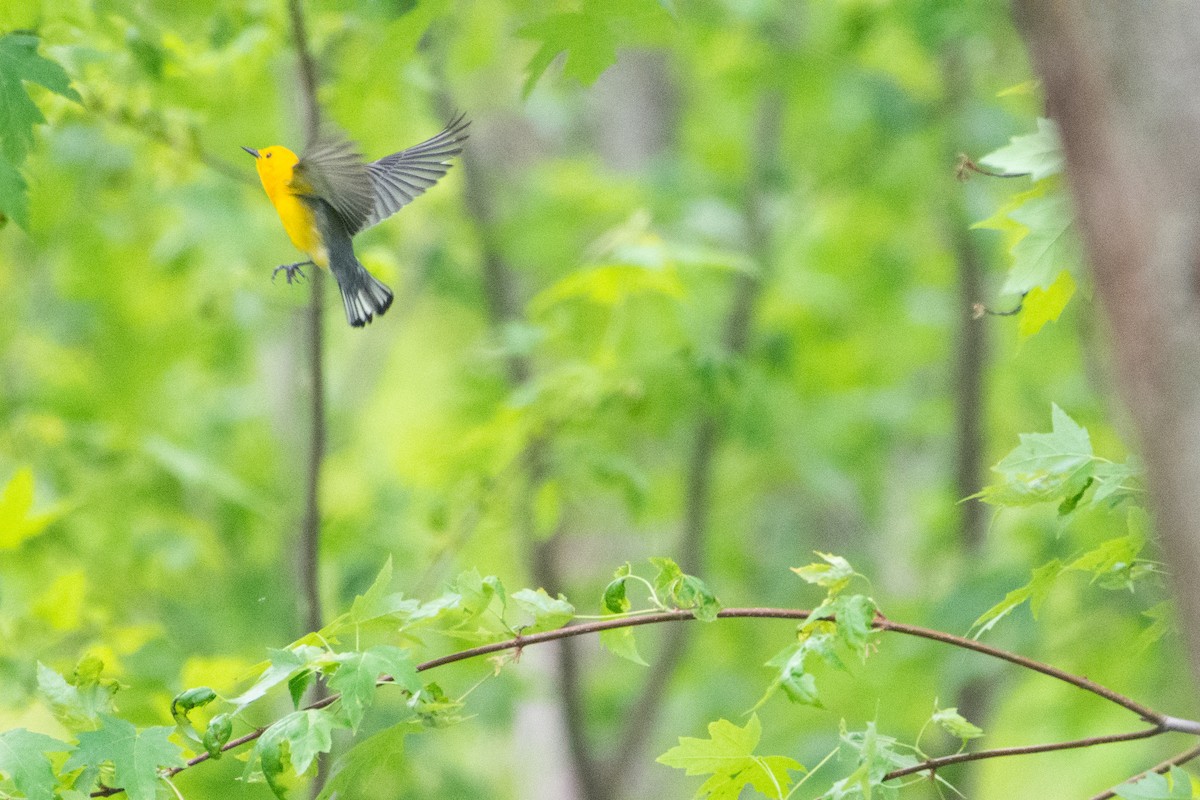 Prothonotary Warbler - ML574618691