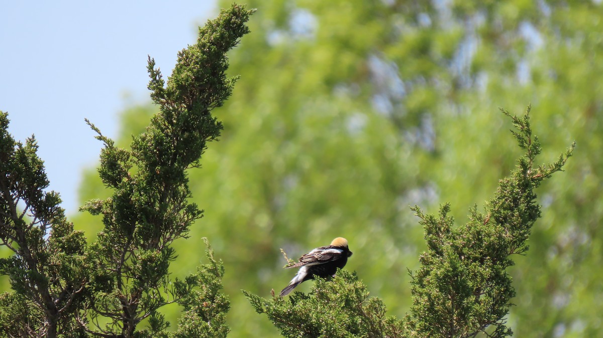 bobolink - ML574619001