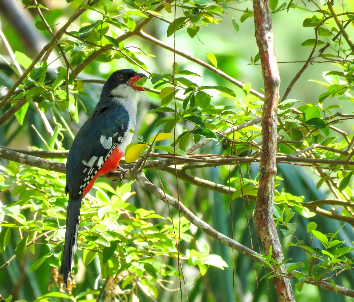 Cuban Trogon - Monica Hoel