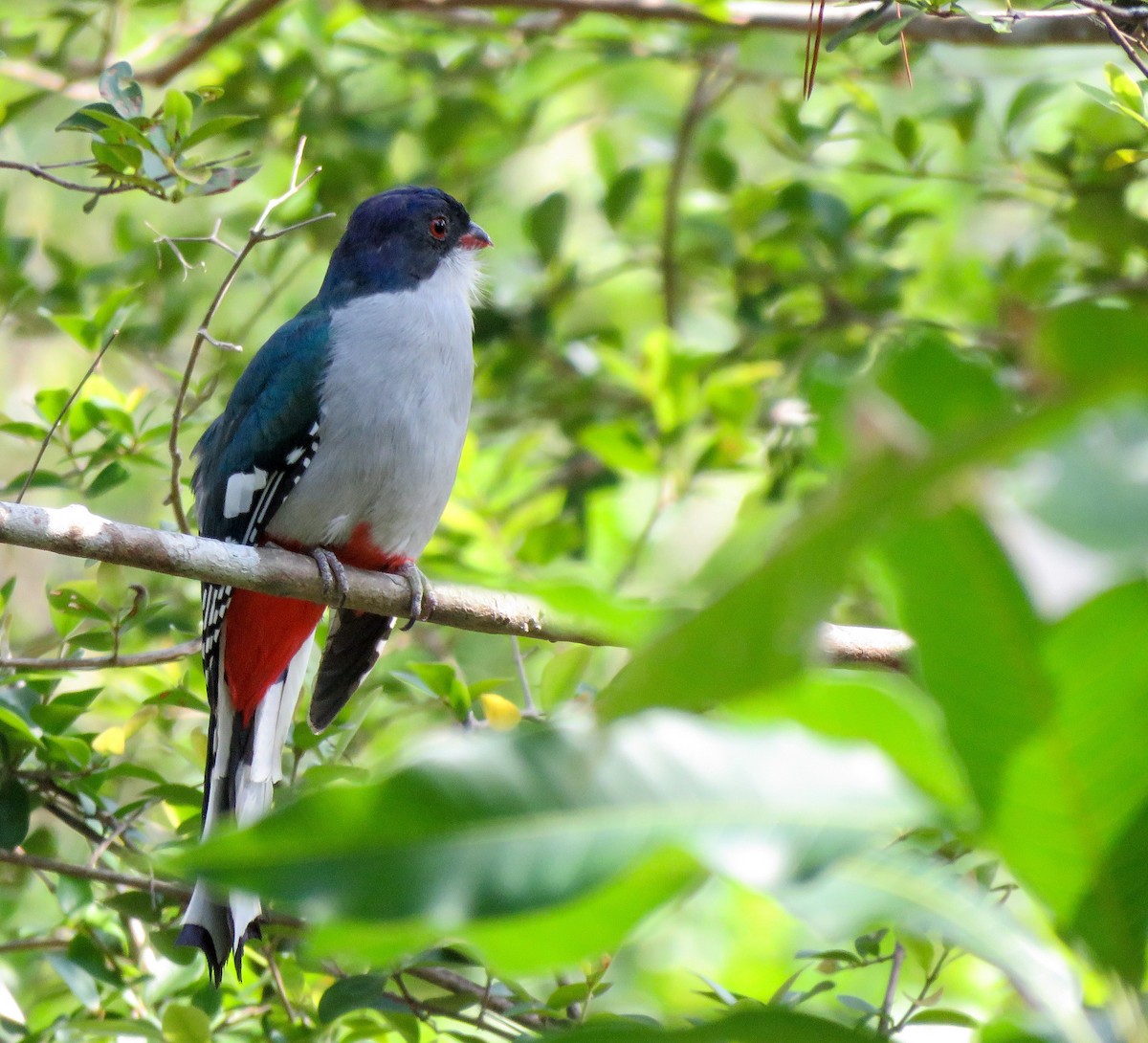 Cuban Trogon - Monica Hoel