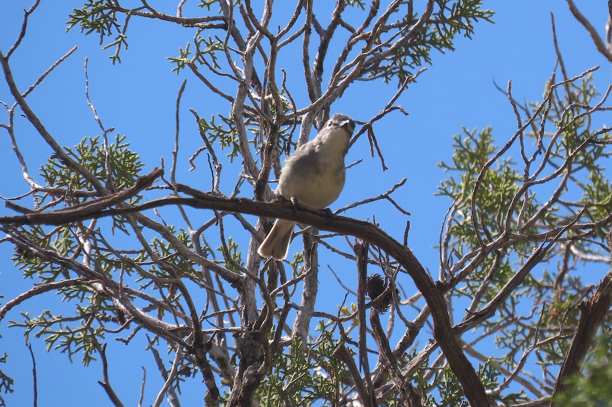 Plumbeous Vireo - ML574620991