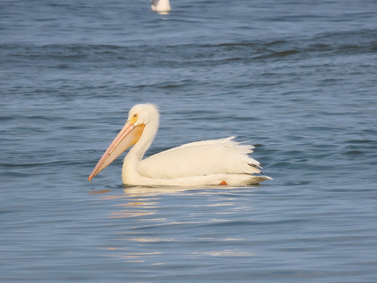 American White Pelican - Herky Birder