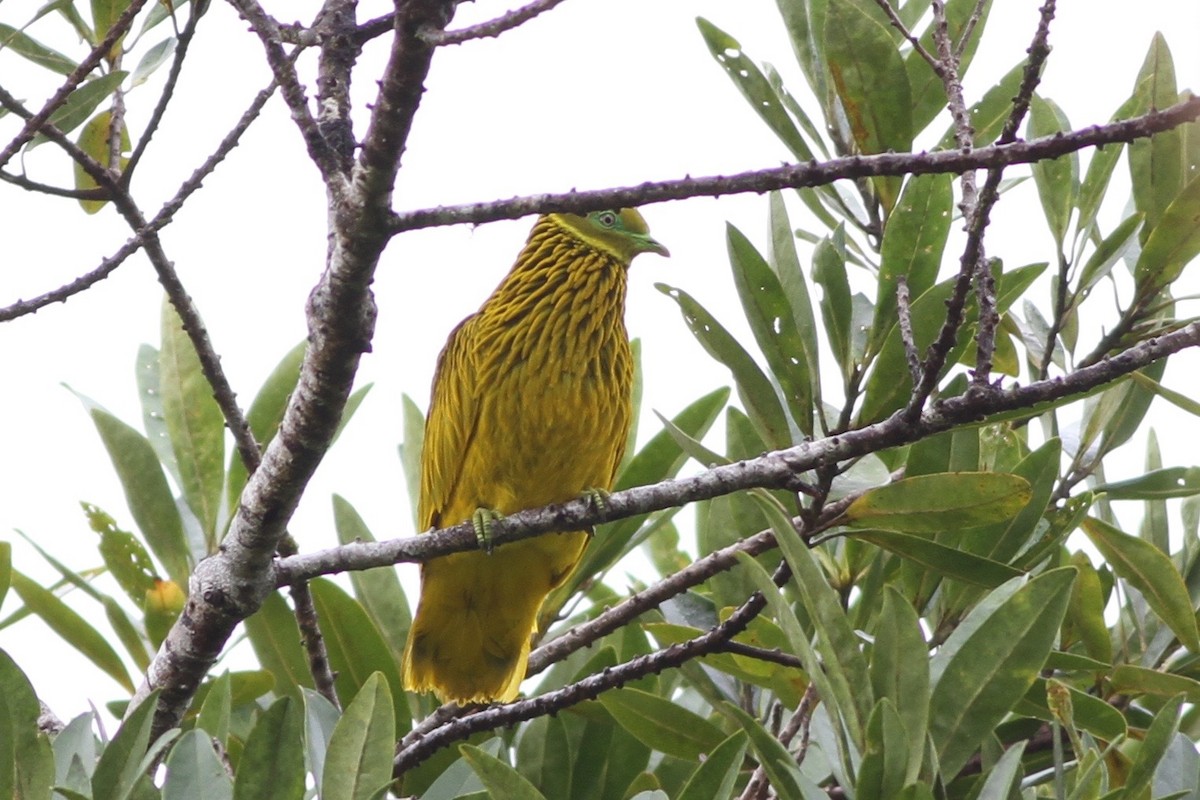 Golden Dove - ML57462291