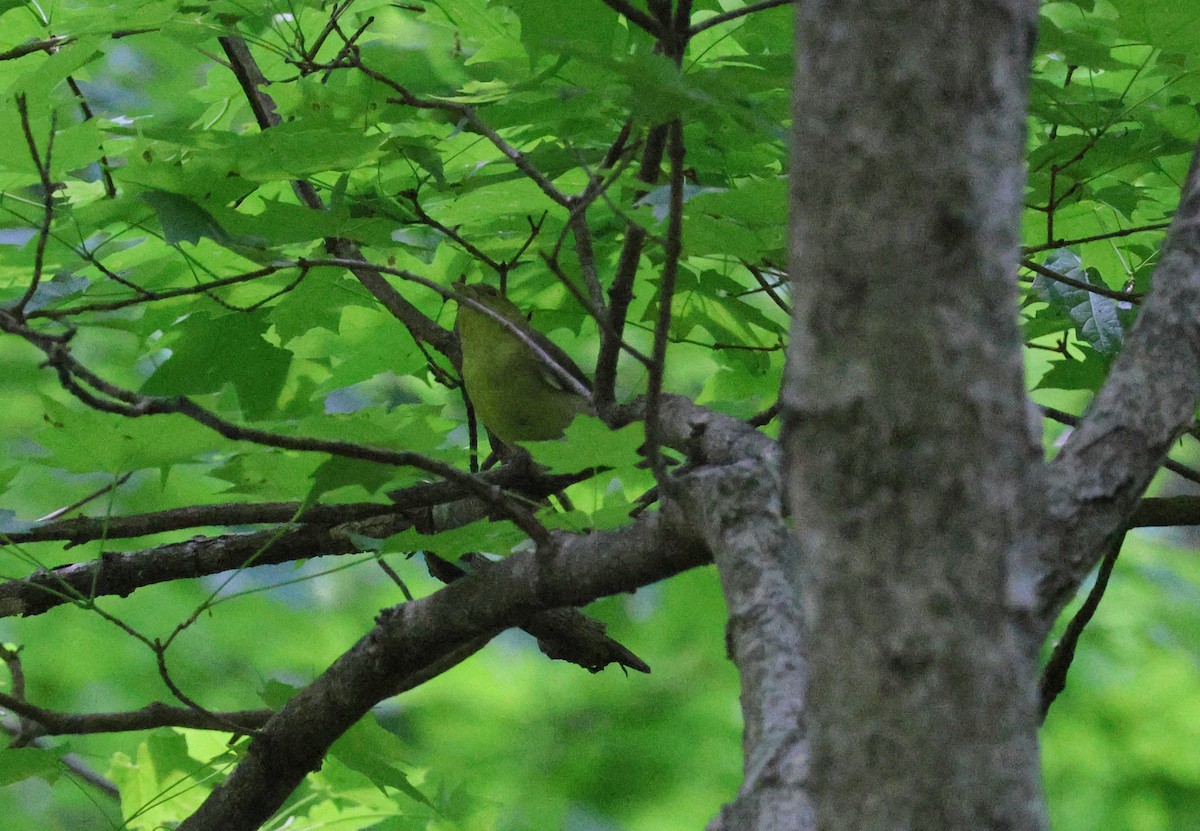 Summer Tanager - Judith Birkel